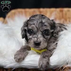 Ringo, Cavapoo Puppy